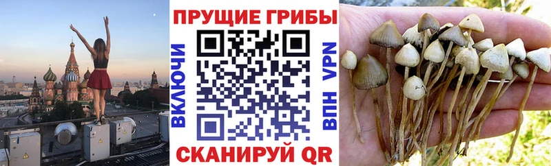 Псилоцибиновые грибы Cubensis Жирновск
